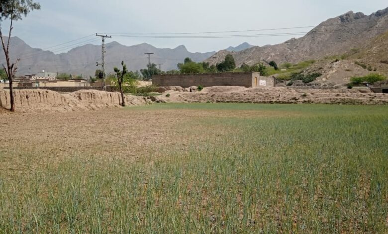 mohmand-district-farmers-struggle-amid-climate-change