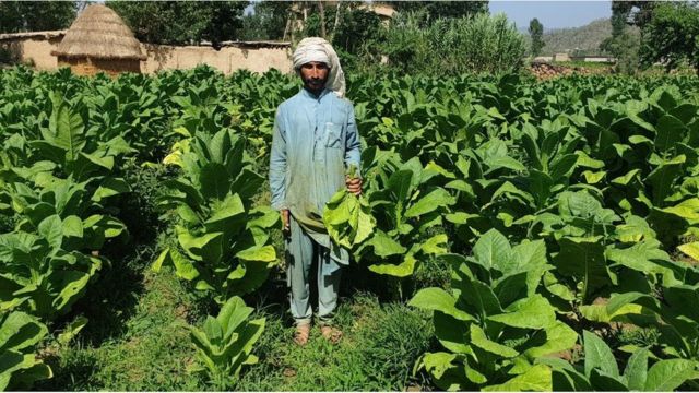 tobacco-farmers-highlight-price-discrepancies-amidst-global-market-growth