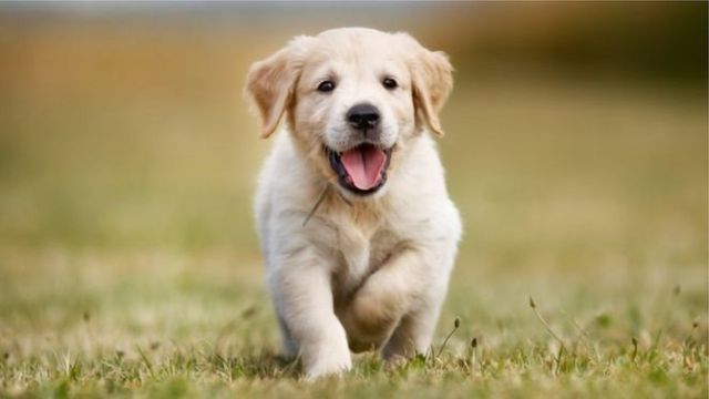 woman-accuses-private-clinic-of-wrongly-injecting-pet-dog-doctors-seek-bail