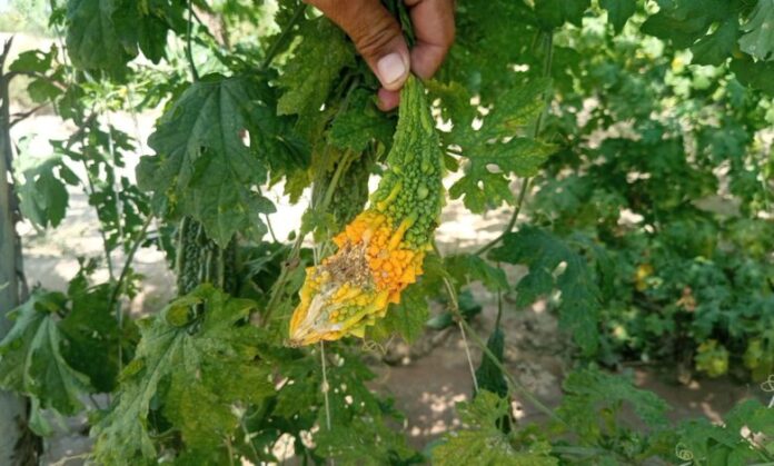 Mohmand-Bitter Gourd Epidemic Threatens Farmers' Livelihoods
