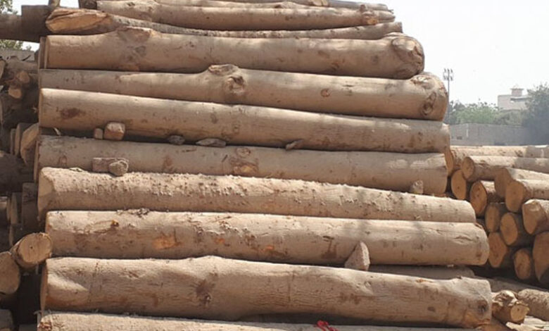 forest-department-officials-in-khyber-face-allegations-of-timber-smuggling