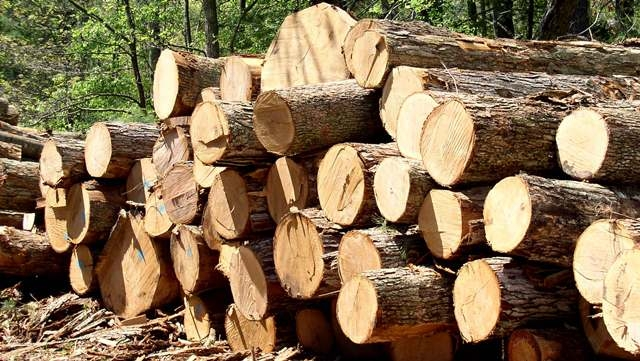 mansehra-forest-department-dismisses-officials-for-timber-smuggling