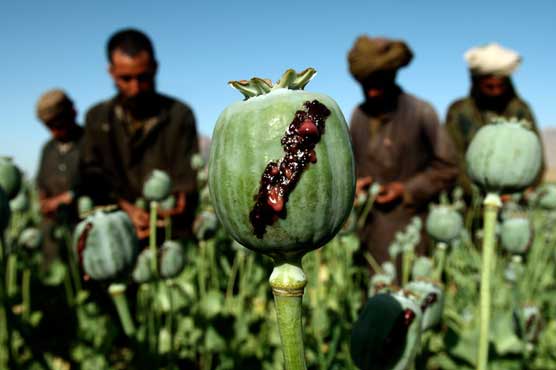 talibans-opium-ban-sparks-crisis-fields-destroyed-prices-soar