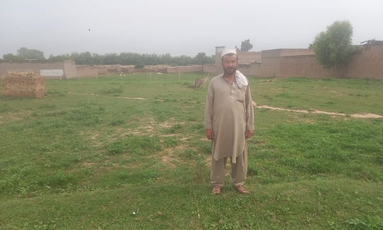 climate-change-ravages-mehrab-kakas-wheat-crop-in-khyber-pakhtunkhwa